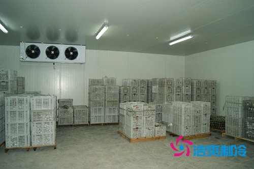 圖示:氣調(diào)庫放置的柑橘