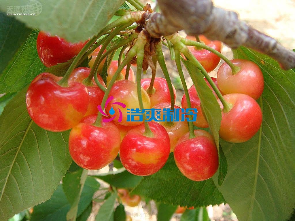 浩爽制冷,氣調(diào)庫,普通冷藏庫